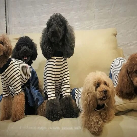 看板わんこ